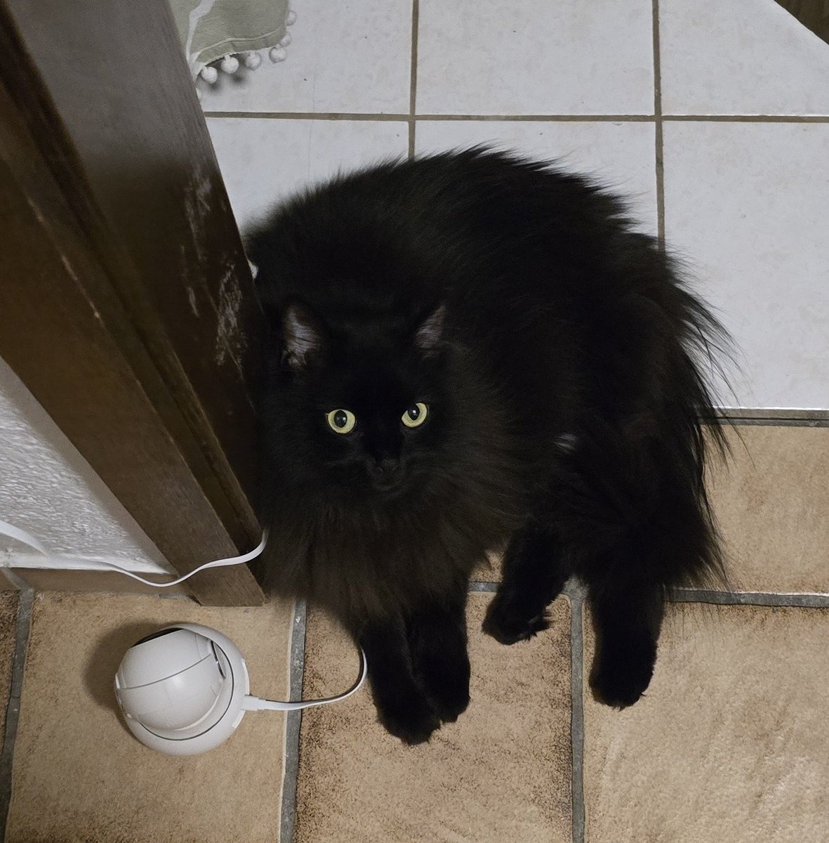 Pawsley & Wintery 🐈🐈‍⬛🐾 tweet media