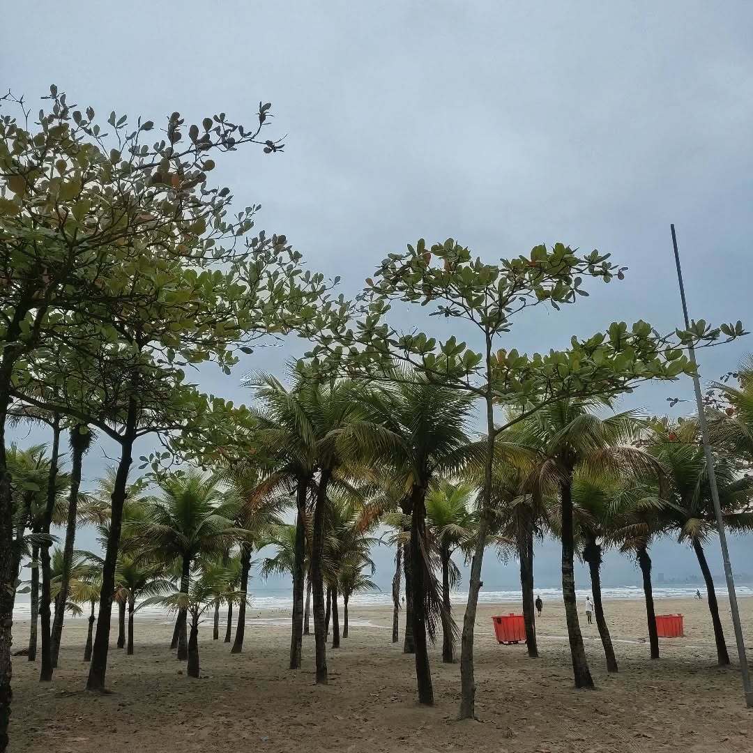 Miami brasileira tweet media