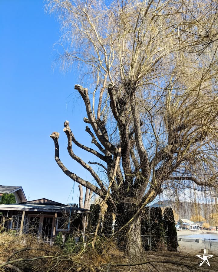 silverstartree's tweet photo. 🌳 Bringing Structure Back to the Canopy ✂️
Strategic pruning helps reduce weight, remove weak limbs, and encourage healthier long-term growth for mature trees.

👉 https://t.co/wexIcoHXc8

#TreePruning #StructuralPruning #ArboristExperts #SilverStarTree #HealthyTrees #TreeCare https://t.co/JbaX40F9v4