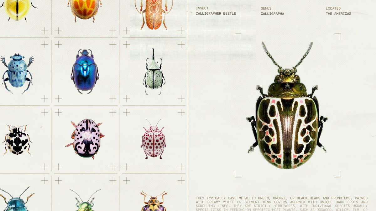 soggyburritowu's tweet photo. found some cool bugs online 🪲 https://t.co/10RzkiIbVD