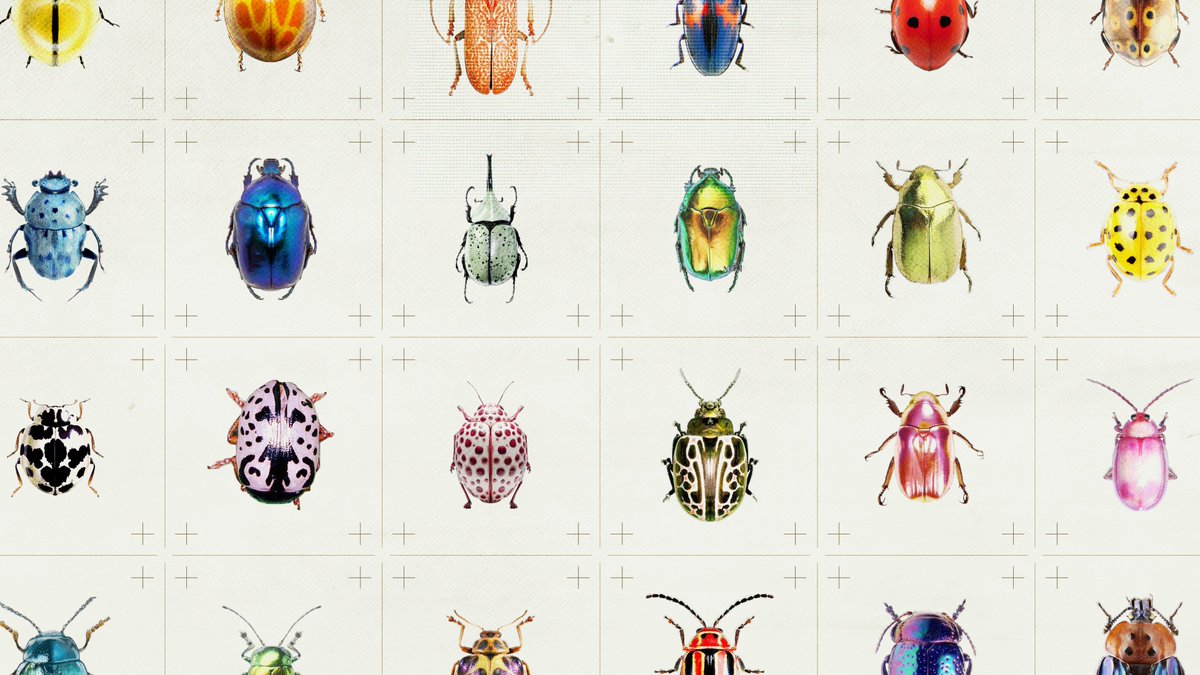 soggyburritowu's tweet photo. found some cool bugs online 🪲 https://t.co/10RzkiIbVD