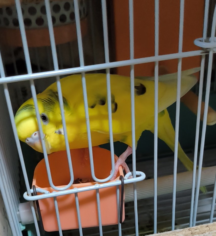 🍀#横浜市迷子鳥セキセイインコ🐥 #保護鳥 #拡散希望 黄色のセキセイ