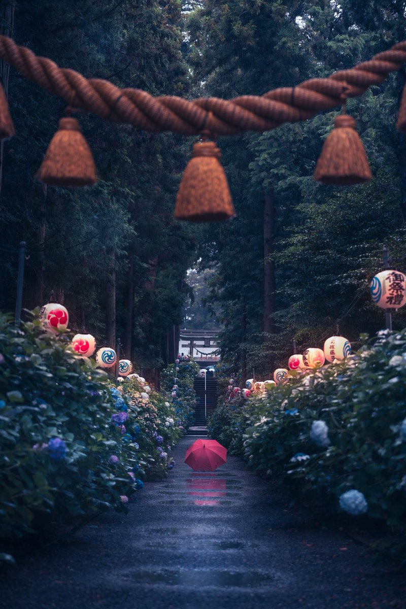 pomu_iyashi's tweet photo. 雨降る紫陽花の参道 https://t.co/Ftvoy1q1wc