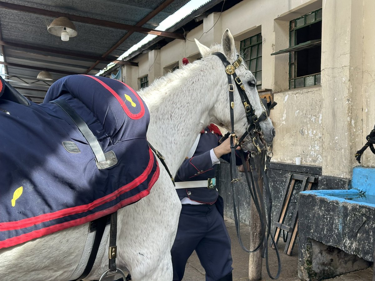 Granaderos a Caballo tweet media
