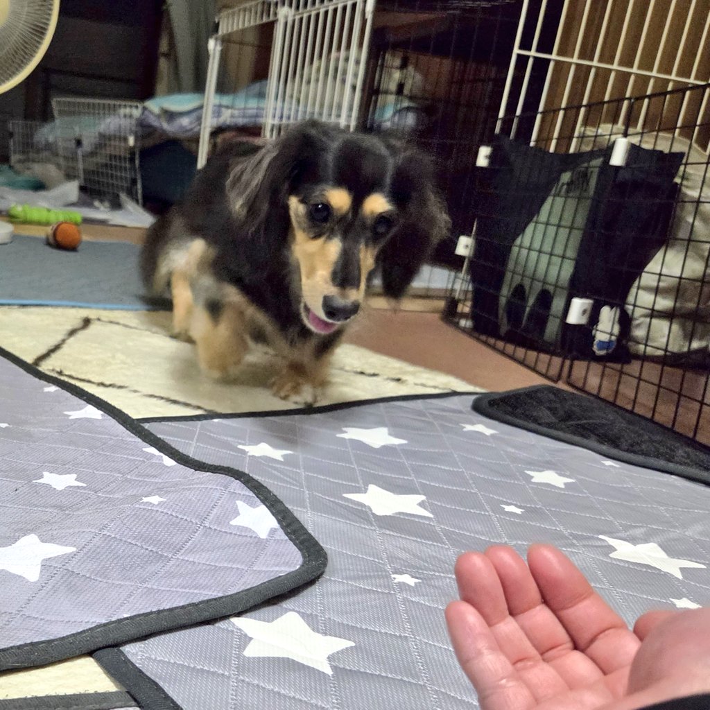 縁利(🐶かりるん) tweet media