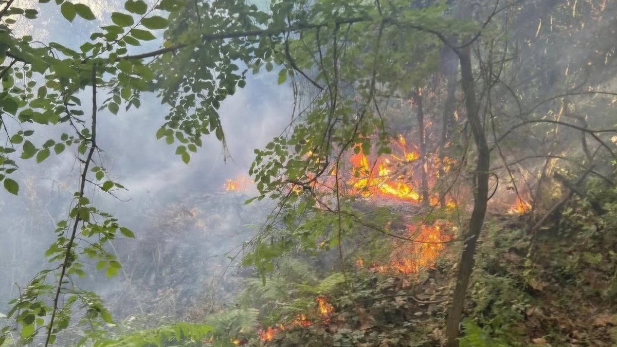ADF172's tweet photo. 🔥 #VilanovadelVallès | Aquesta tarda hem col·laborat en l'extinció d'un incendi forestal a la zona de Santa Quitèria. Han cremat uns 250 m² de canyes i sotabosc en un torrent. Al lloc @bomberscat, PL @ajuntamentVDV, @mossos, @agentsruralscat i @pcvilanova. #incendis #adfcat https://t.co/S81XqxEcxA