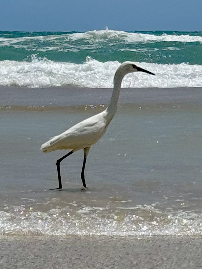 dolbyl's tweet photo. “Ocean is more ancient than the mountains, and freighted with the memories and the dreams of Time.” — H.P. Lovecraft 🌊
#getoutside #optoutside #nature #naturephotography #lovefl #beachvibes #daytonabeachshores https://t.co/B4KEg8PEfq