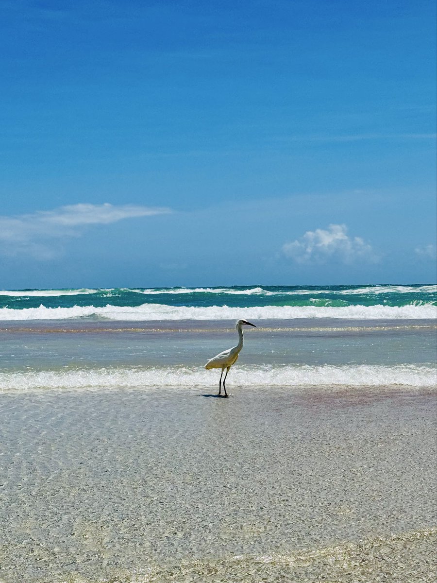 dolbyl's tweet photo. “Ocean is more ancient than the mountains, and freighted with the memories and the dreams of Time.” — H.P. Lovecraft 🌊
#getoutside #optoutside #nature #naturephotography #lovefl #beachvibes #daytonabeachshores https://t.co/B4KEg8PEfq