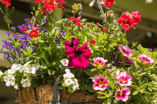 MomentsintheG's tweet photo. Loving the basket stuffers that I bought from the Greenery Kelowna a while back. The baskets are filling in well with continued watering and fertilizing. #basketstuffers #hangingbaskets #nemesia #bacopa #lobelia #petunia #calibrachoa #momentsinthegardenphotography https://t.co/ETsJFGQnNz
