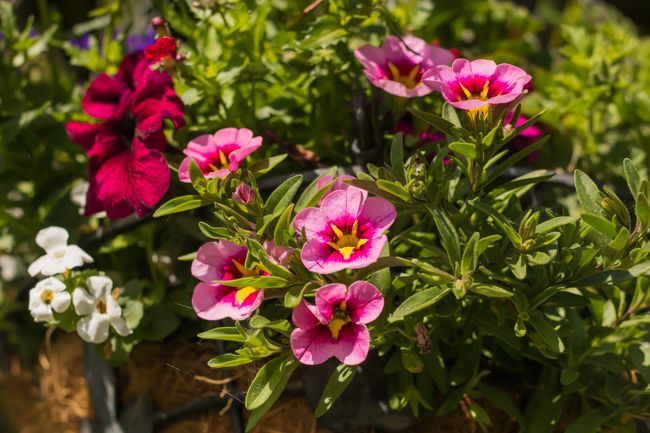 MomentsintheG's tweet photo. Loving the basket stuffers that I bought from the Greenery Kelowna a while back. The baskets are filling in well with continued watering and fertilizing. #basketstuffers #hangingbaskets #nemesia #bacopa #lobelia #petunia #calibrachoa #momentsinthegardenphotography https://t.co/ETsJFGQnNz