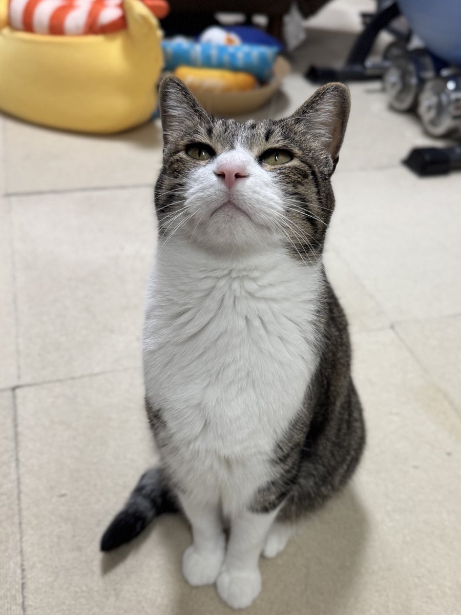 ぎんのねこ (@ginnonekoch) / Posts / X