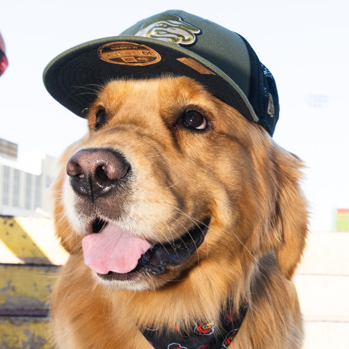 Rochester Red Wings tweet media