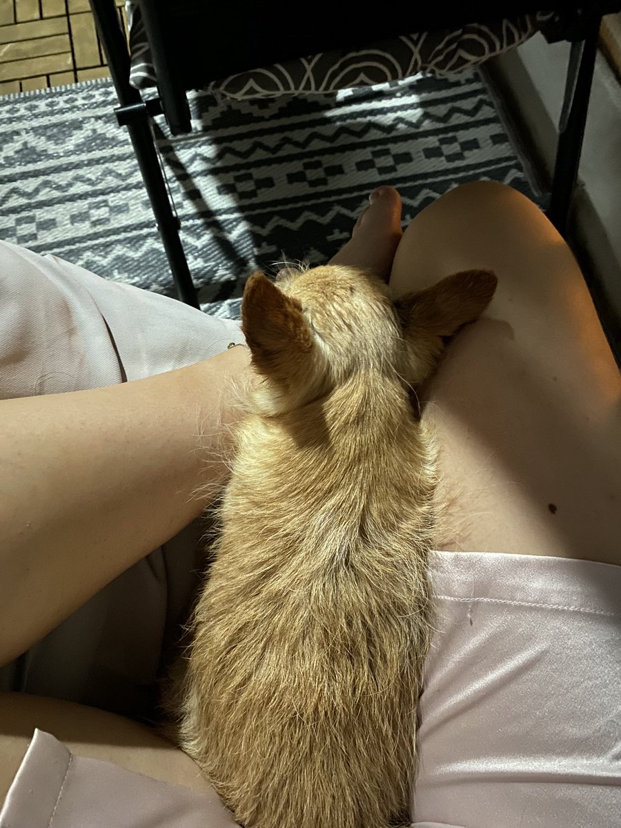 simping4skaiste's tweet photo. i bet u wish u were in my dogs position rn 👅

#paypig #findomuk #feet #domm #dommuk #financialdrain https://t.co/LFvXNAhjkY