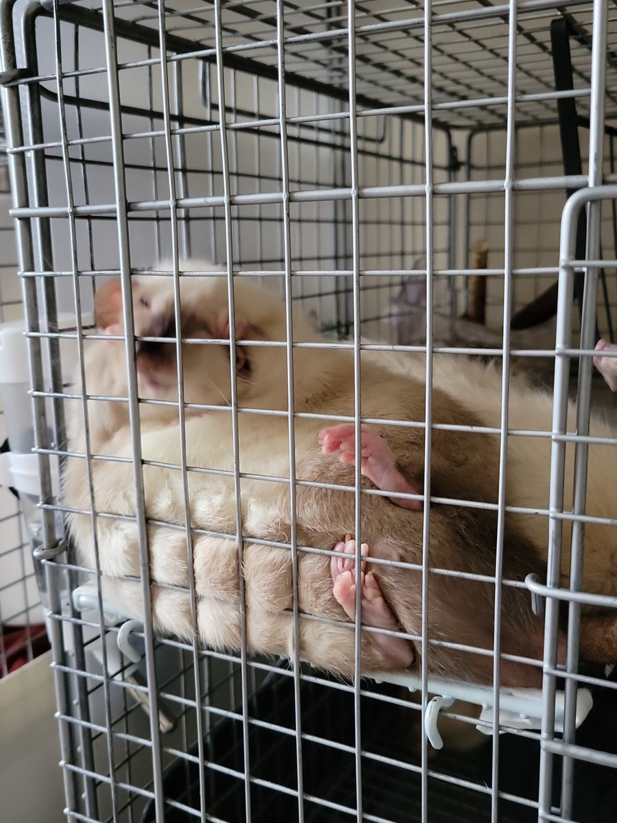 そのさん🐹 tweet media
