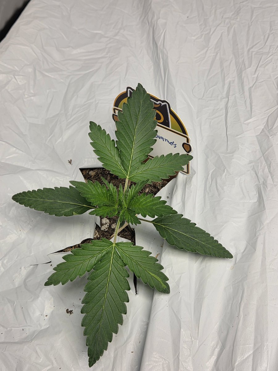 sutton_js's tweet photo. Skunk whistle and dodgy jammers. 14 days old autos https://t.co/nRKvZWBc3f