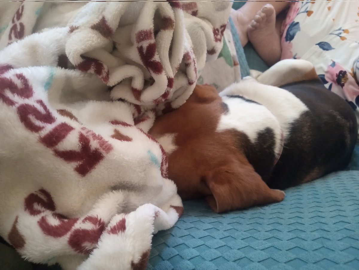 The Weekly Beagle tweet media