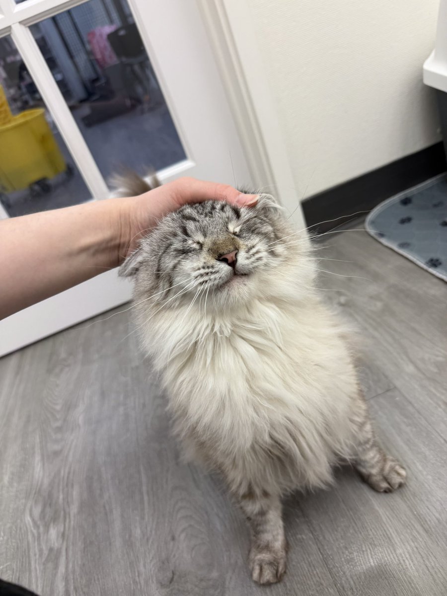 Friends of Bear Cat Rescue tweet media