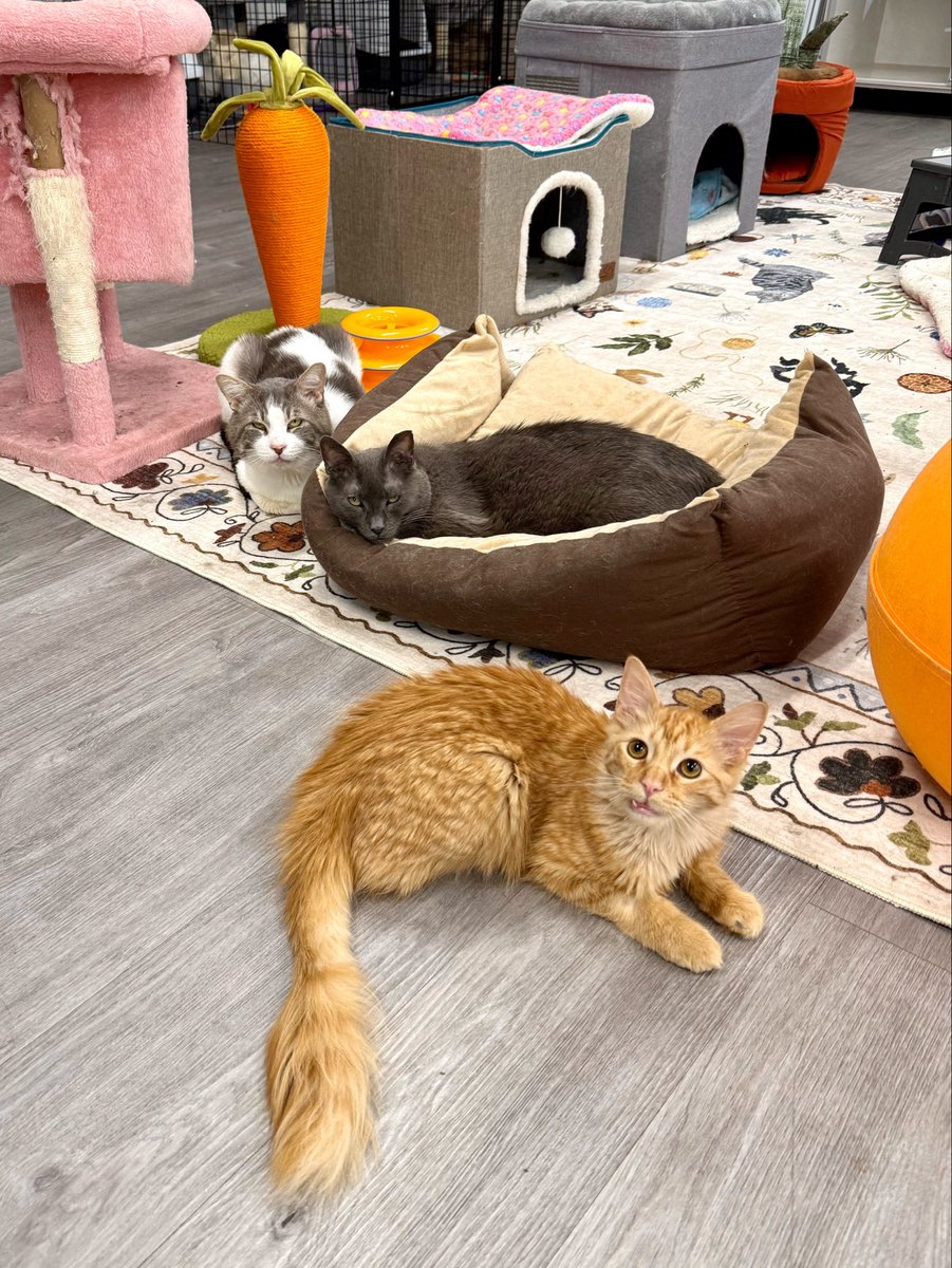 Friends of Bear Cat Rescue tweet media