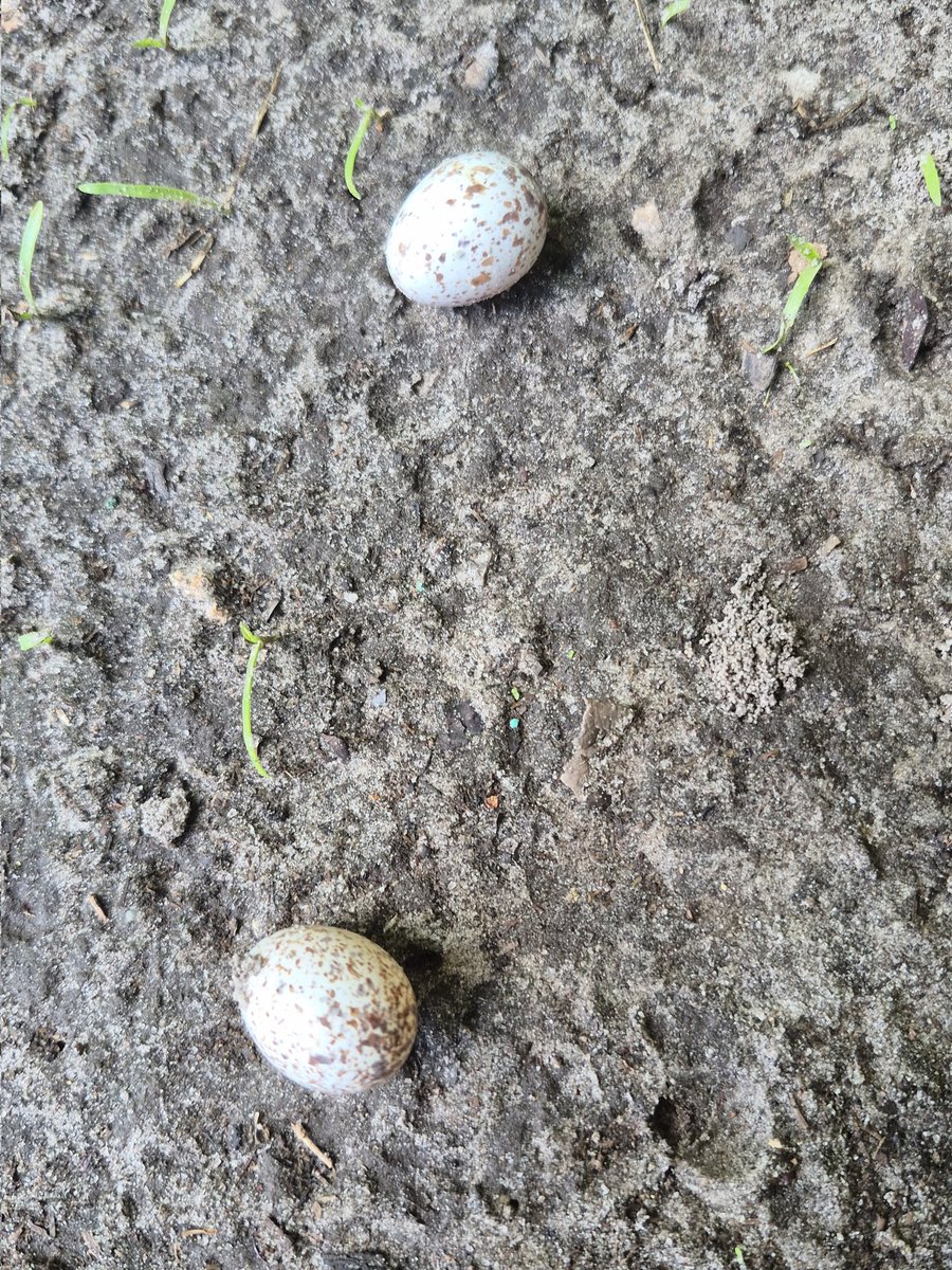 rorygeer's tweet photo. Also on this day, me and my youngest son found some eggs that had fallen from the storms last night. I could visually see the nest but it was too high to reach. We called FWC florida wildlife and they referred me elsewhere and hadnt heard any response as my son played on the playground while we waited. We were about to leave after 3 hours and no sign of help, so my youngest son at 5 years old got on my shoulders and put the 2 eggs back in the nest. He said there was another egg in the nest! 
My youngest son is autistic and he was so happy that we had saved them baby birds. When we were walking out of the park/ baseball field he wanted to tell everyone he had saved the birds. 
Love you Dakota! You are amazing!