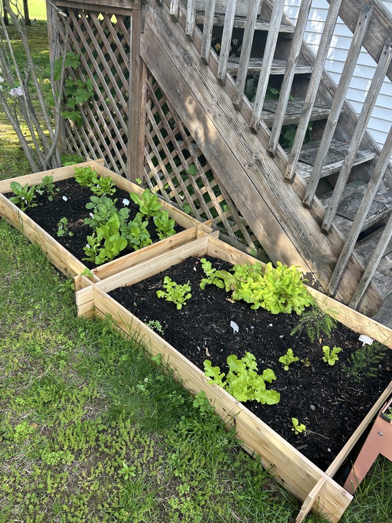 mrssteachct's tweet photo. Finally able to get some more seedlings into the ground. I am determined to have my own fresh veggies this summer. Our lettuce bed is coming along nicely. For not a lot of land..I try to utilize every inch of space! #urbangarden #gardensofx #farmtotable https://t.co/mbO8w8K5lC