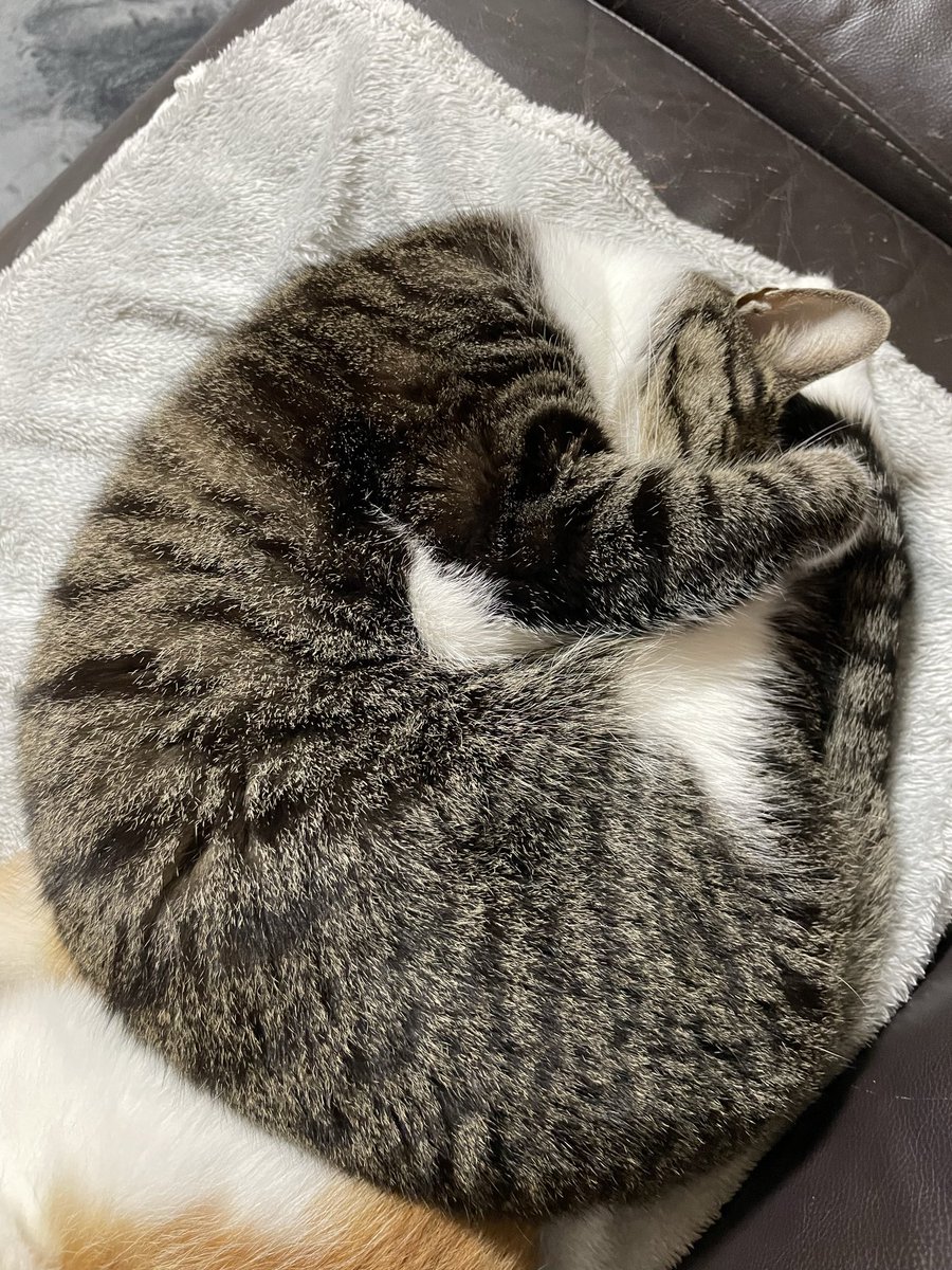 ねこにゃー🐱 (@nekonyaseven) / Posts / X