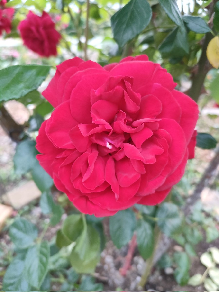 HHenehene's tweet photo. 2026.5.26.
朝散歩。真っ赤なバラ。草花の匂い。ラベンダーの匂い。誰かが吸ったタバコの匂い。鳥の声。トラックのエンジン音。クレーン車。夏の気配。いい一日になりますよう🗝️ https://t.co/XkgHPXihen