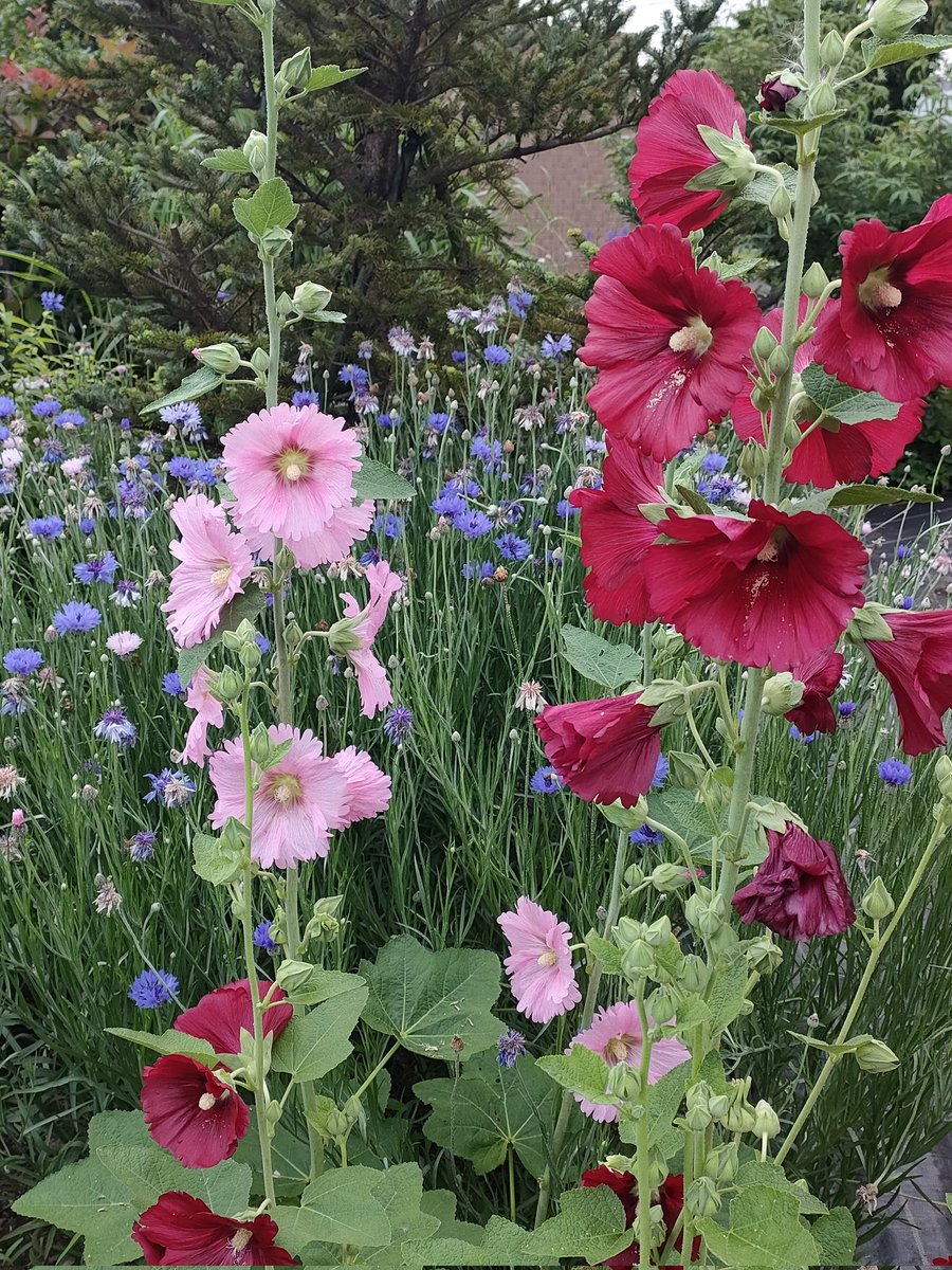 HHenehene's tweet photo. 2026.5.26.
朝散歩。真っ赤なバラ。草花の匂い。ラベンダーの匂い。誰かが吸ったタバコの匂い。鳥の声。トラックのエンジン音。クレーン車。夏の気配。いい一日になりますよう🗝️ https://t.co/XkgHPXihen
