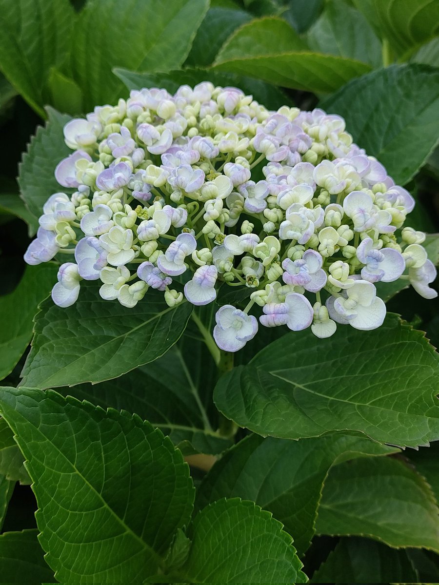 HHenehene's tweet photo. 2026.5.26.
朝散歩。真っ赤なバラ。草花の匂い。ラベンダーの匂い。誰かが吸ったタバコの匂い。鳥の声。トラックのエンジン音。クレーン車。夏の気配。いい一日になりますよう🗝️ https://t.co/XkgHPXihen