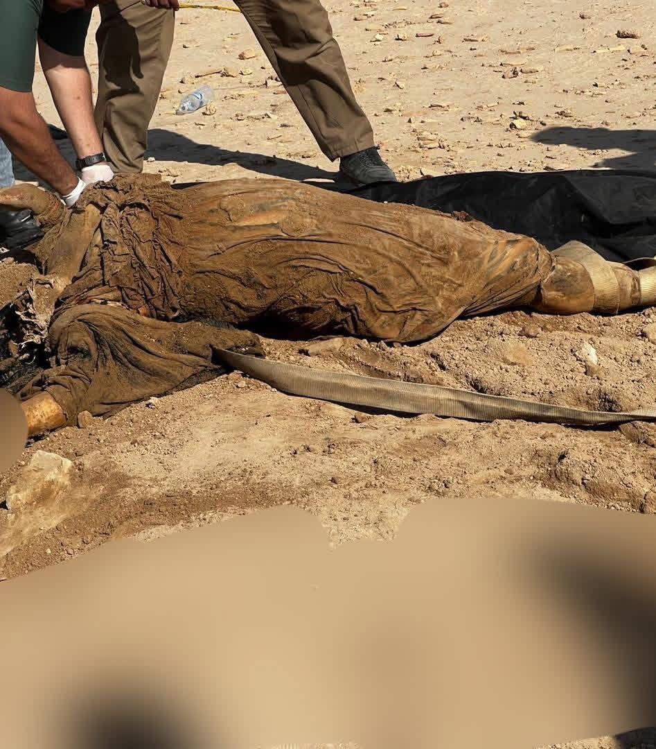 يوسف سيرجو tweet media