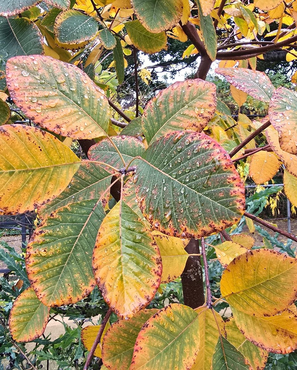 Chan3Judy's tweet photo. @sonisfood #lastSunday

Not deterred by the 🌦️ 🍂

A walk in the garden. 

The only background noise the quiet patter of rain and birdcalls calming the mind. 

Spots of colour standing out vibrantly drawing attention to detail.

I hope you have a lovely day. ❤️ https://t.co/Fql5RL9wZy