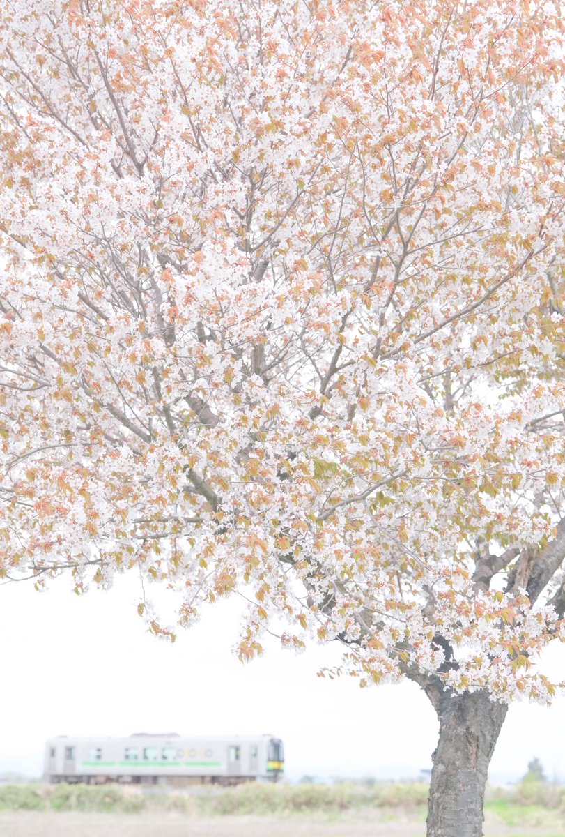 chappy_post's tweet photo. 花曇りの日

淡い色も
それはそれ

そのまんまで
よいのかも

2026年5月5日
北海道旭川市永山
#ゆる鉄 #鉄道のある風景 #鉄道風景写真 #sonyalpha #春 #花曇り #桜 #山桜 #白 #ローカル線 #単行列車 #北海道 #旭川市 #旭川市永山 #永山 #JR北海道 #宗谷本線 #decmoをかわいく撮る https://t.co/IJ6EjS13B6