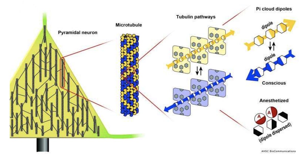 SterlingCooley's tweet photo. Autists have more Microtubules - are more quantum in their thinking - thus have more agency and free will than non-autists

This is why the normies fear us, they don't want us to know we can create better, faster, stronger Objective Reduction events with our brains - RISE UP !!! https://t.co/X6WMDJwjKH