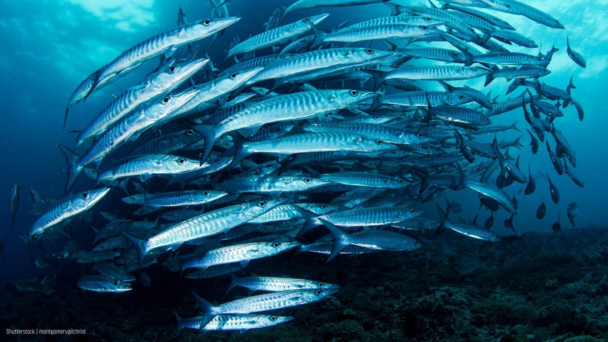 Oceana tweet media