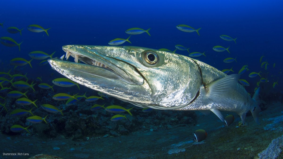 Oceana tweet media
