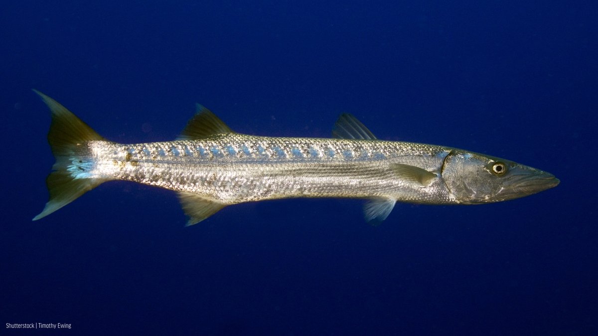Oceana tweet media