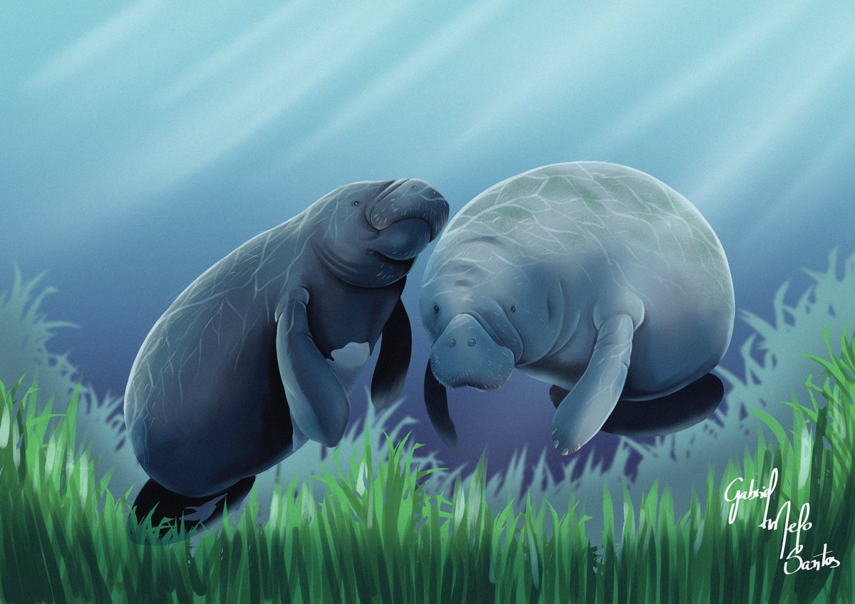 gabrielsotalia's tweet photo. Vamos de #Mermay com as sereias da vida real, nossos amados peixes-bois. Os peixes-boi e dugongos são de fato a inspiração pra lenda das sereias, daí vem o nome da Ordem, Sirenia.#manatee #peixeboi #sirenia #scienceart https://t.co/m1Ke6utgmr