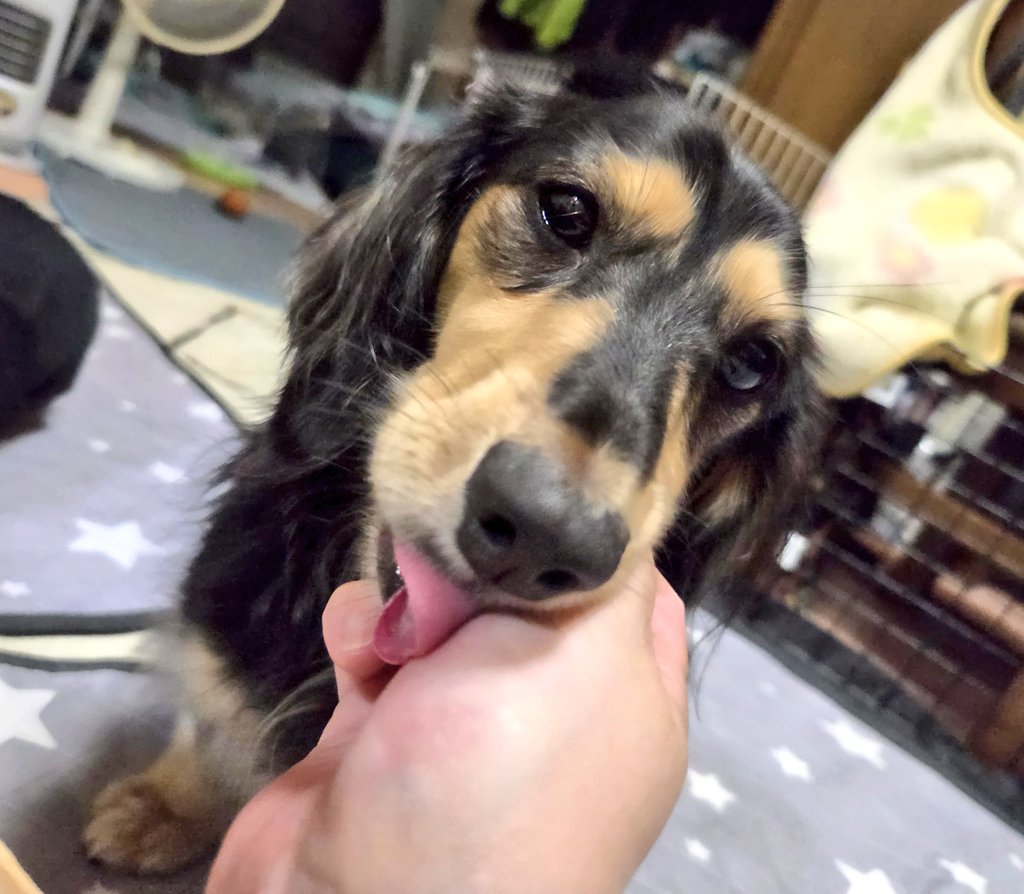 縁利(🐶かりるん) tweet media