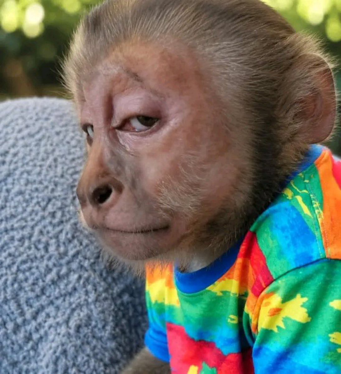Pump Monke tweet media