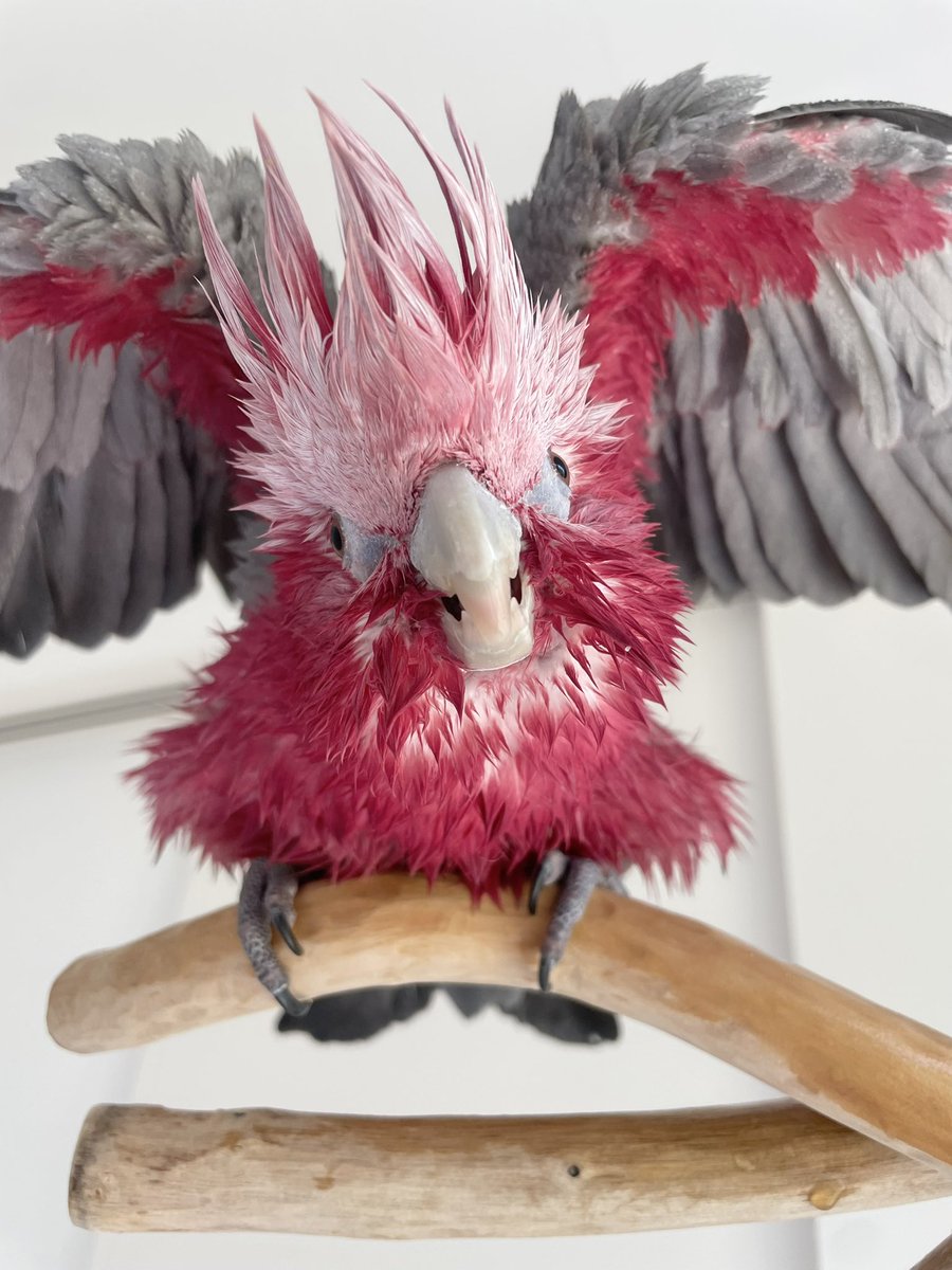 ⁎⁎ 𓅫インコと暮らすあんず 𓅫𓅫 ⁎⁎ tweet media