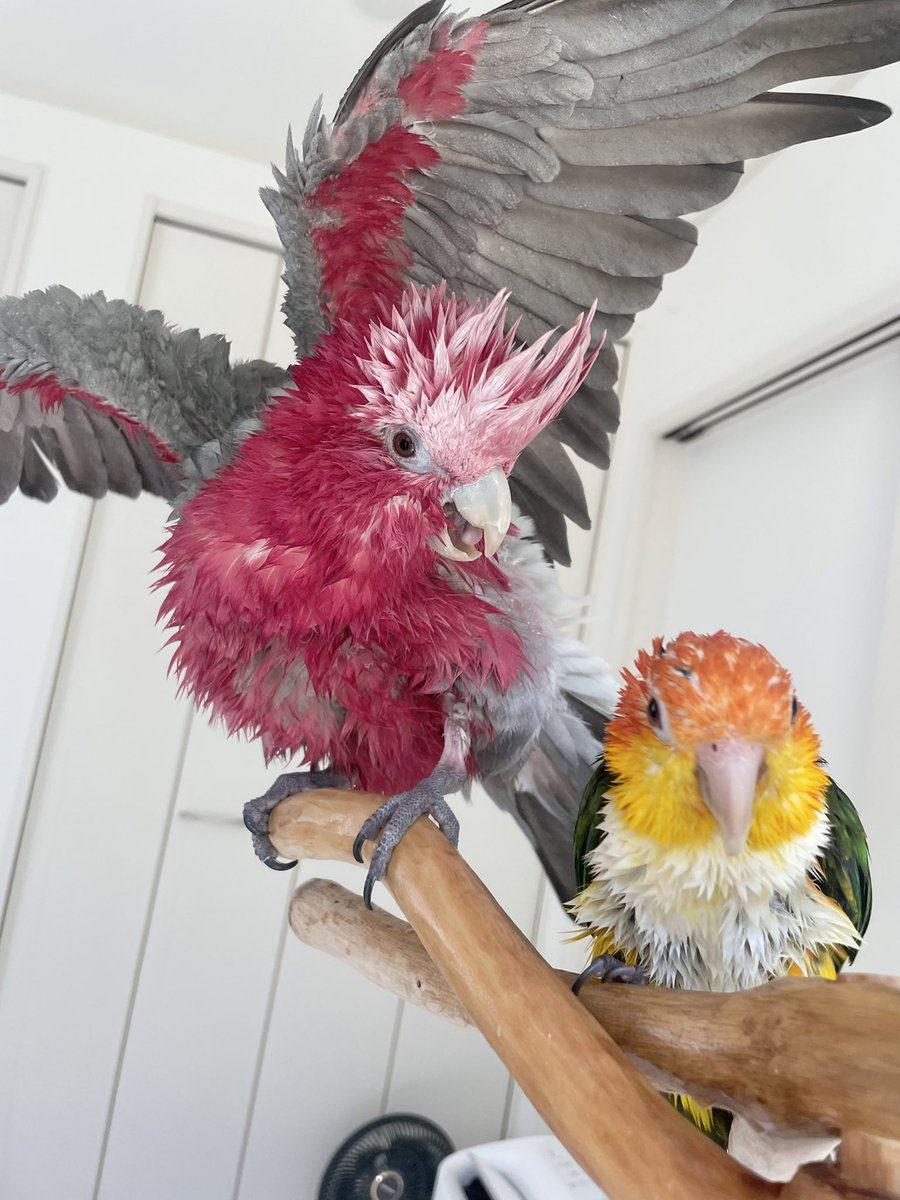 ⁎⁎ 𓅫インコと暮らすあんず 𓅫𓅫 ⁎⁎ tweet media