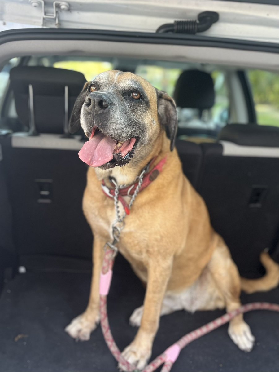 brycedonner's tweet photo. It’s so easy to have a favorite dog cause your favorite dog is your dog.  < 3 https://t.co/dc6dnfA5Fa