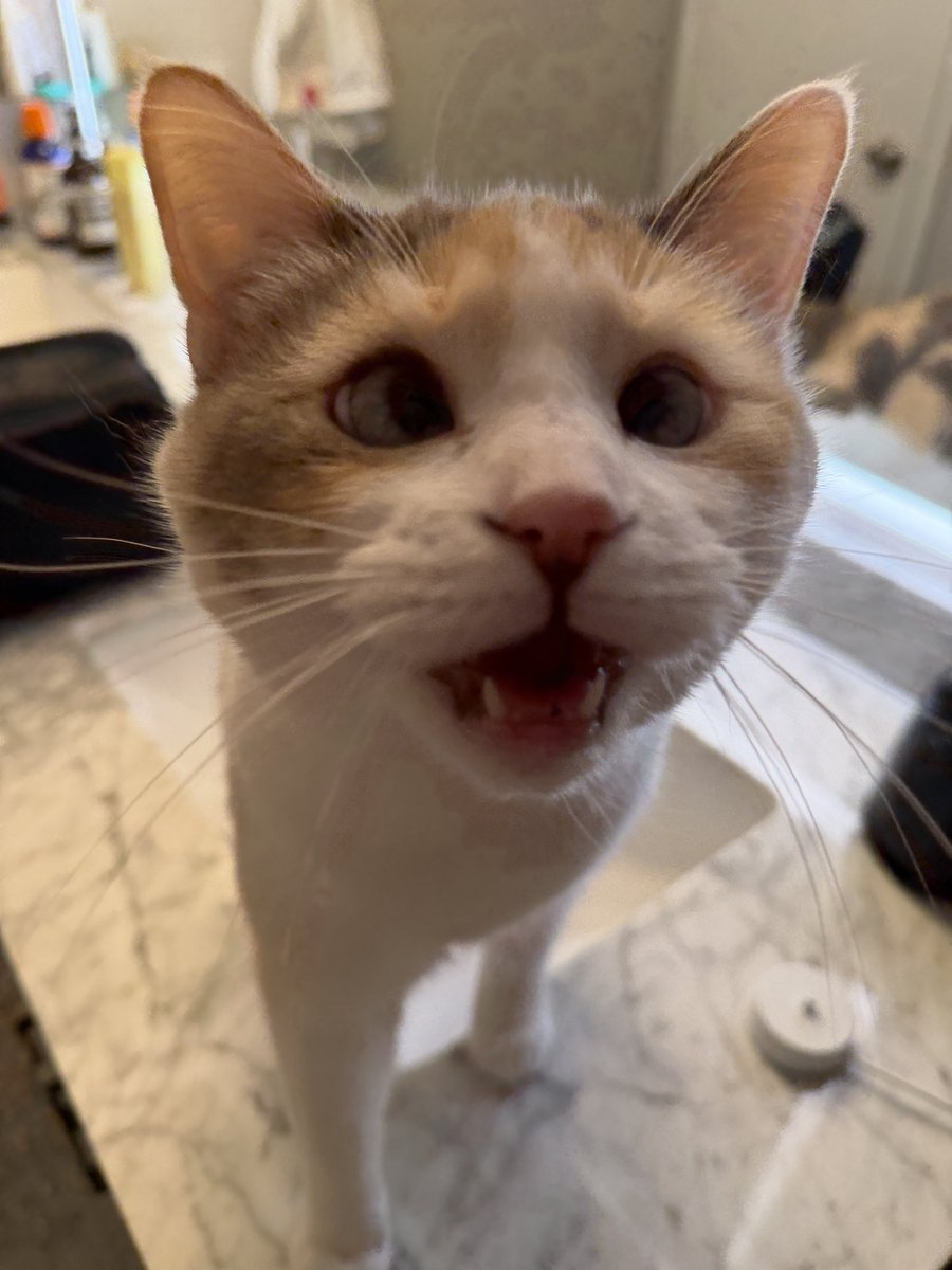 Panko A. Cat’s Mom tweet media