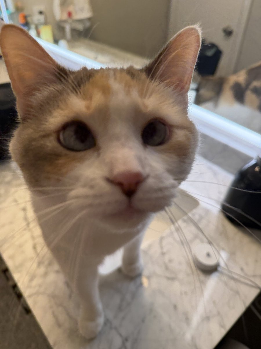 Panko A. Cat’s Mom tweet media