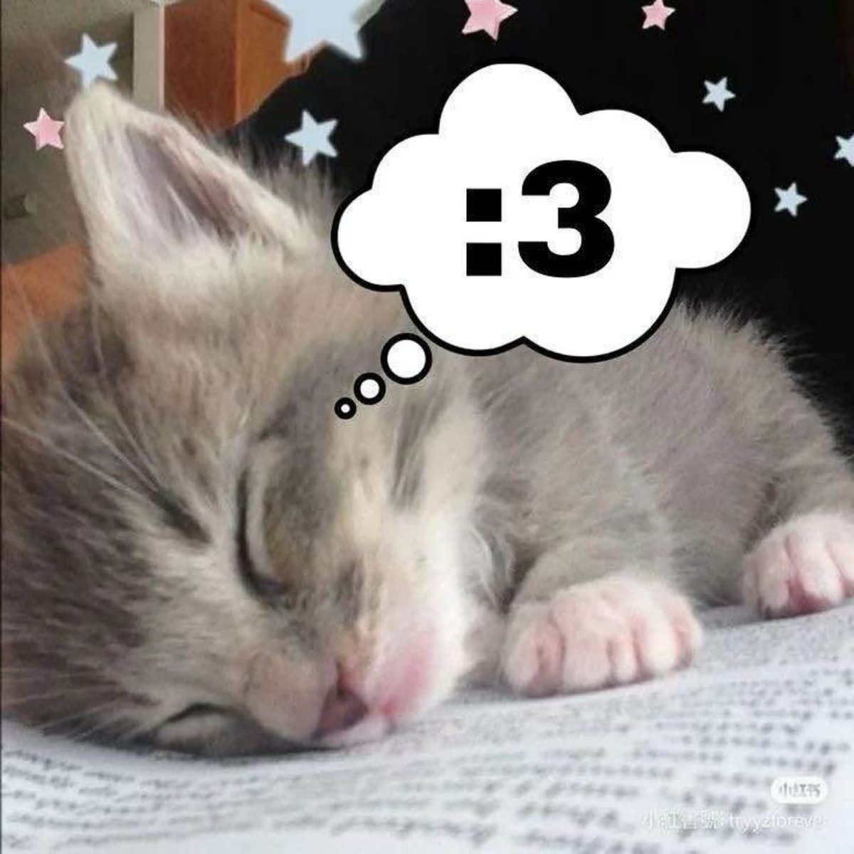 daily cats ♡ tweet media