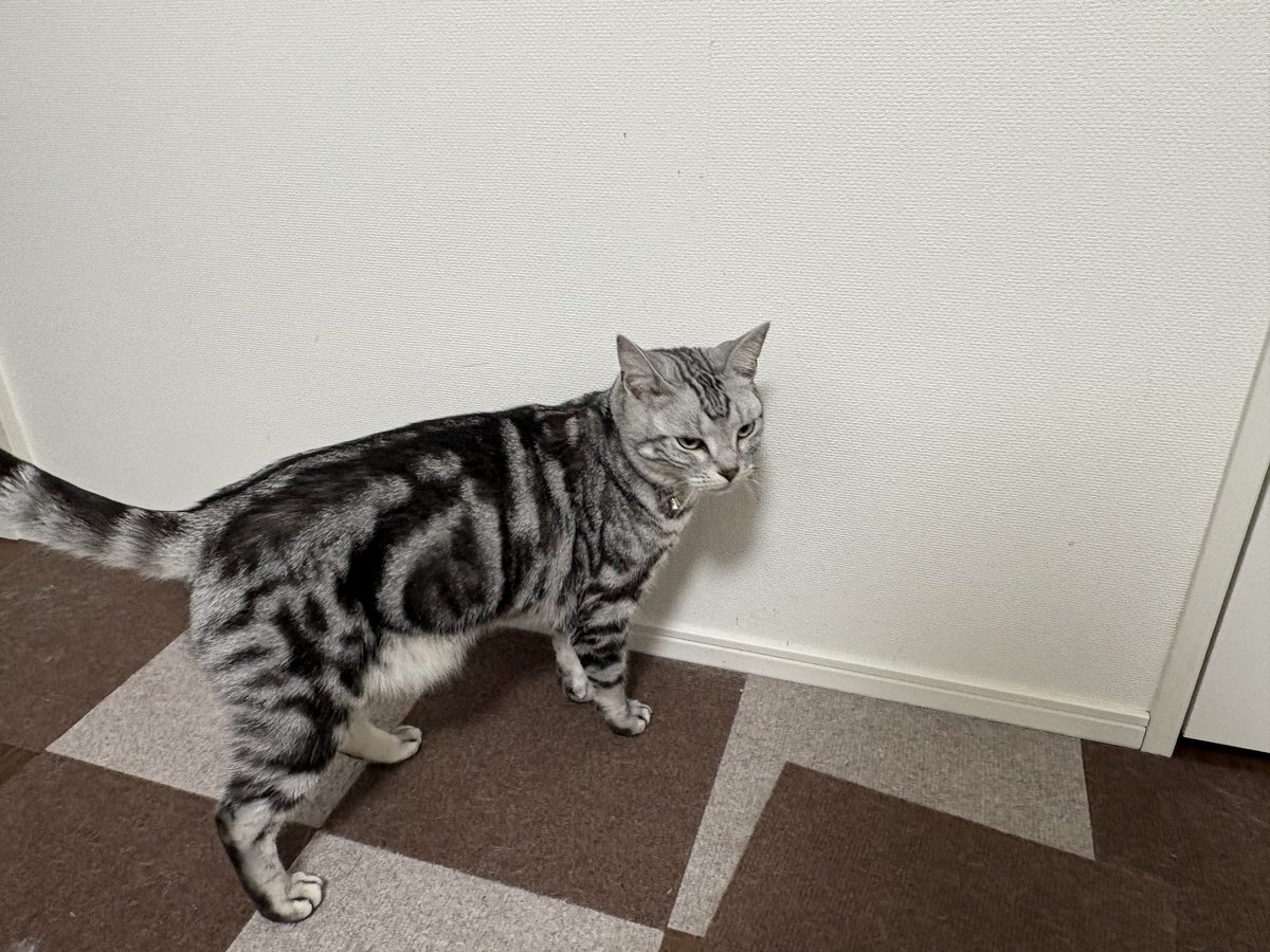 オンノヅキ🐱🐱 tweet media