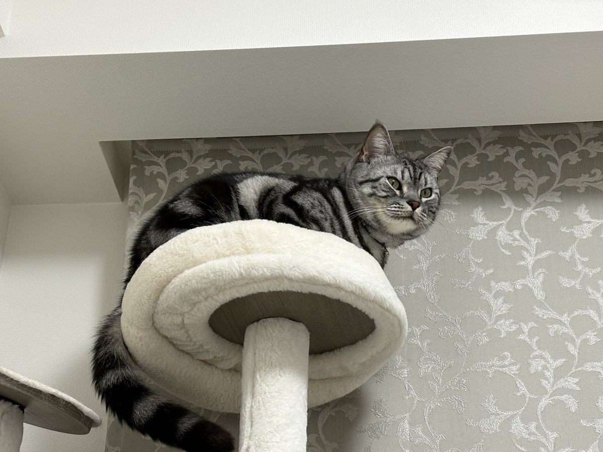 オンノヅキ🐱🐱 tweet media
