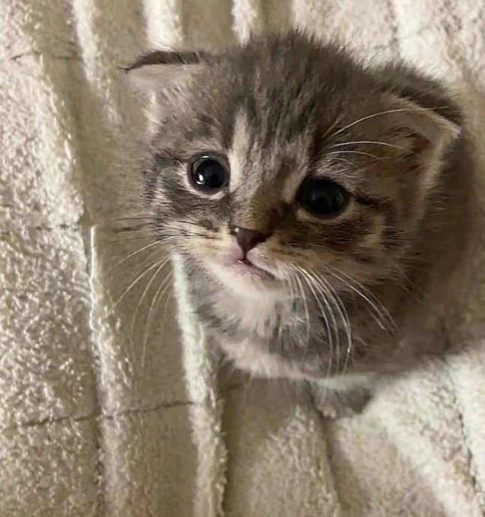 Cat 🐈 tweet media