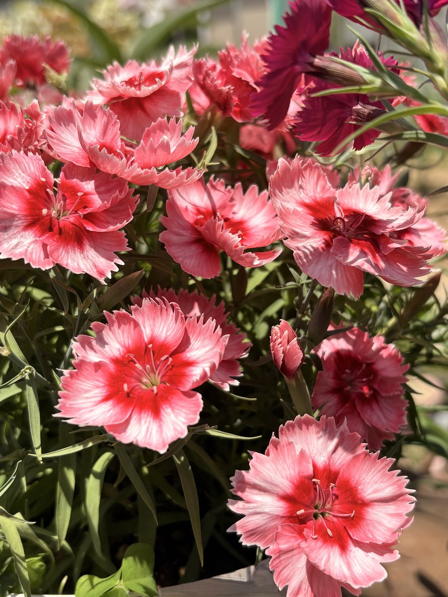 nochifun's tweet photo. Flowers that gave me energy on my walk https://t.co/D4Oma8cbZA