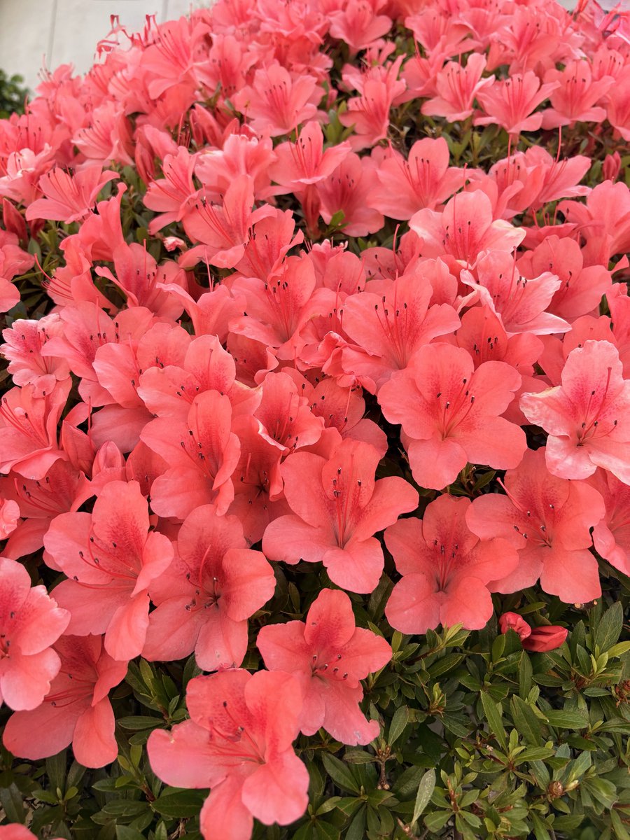nochifun's tweet photo. Flowers that gave me energy on my walk https://t.co/D4Oma8cbZA