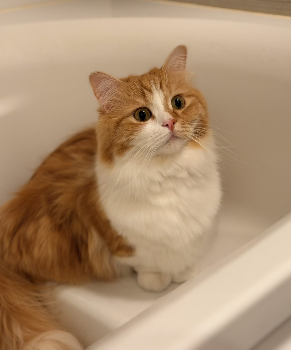 猫のこばん tweet media